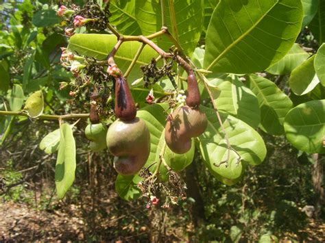 File:Cashew nut tree Anacardium occidentale with unripe nuts DSCF0333 (9).JPG - Wikimedia Commons