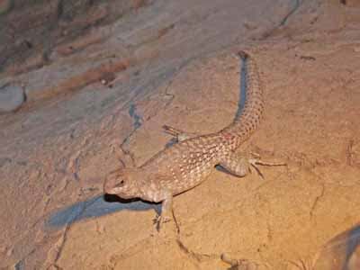 The Online Zoo - Desert Iguana