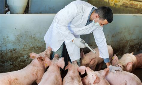 World’s First Vaccine for Deadly African Swine Fever Approved for Commercial Use – Food Tank