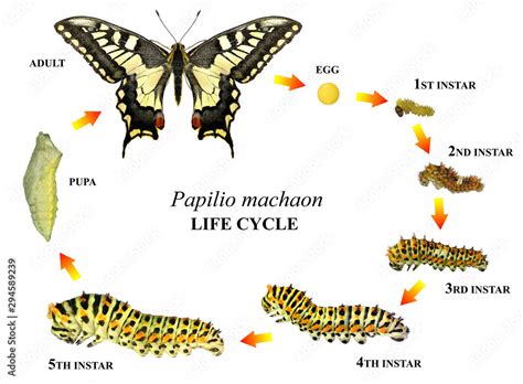 Common yellow swallowtail (Old World swallowtail), Papilio machaon (Lepidoptera: Papilionidae ...