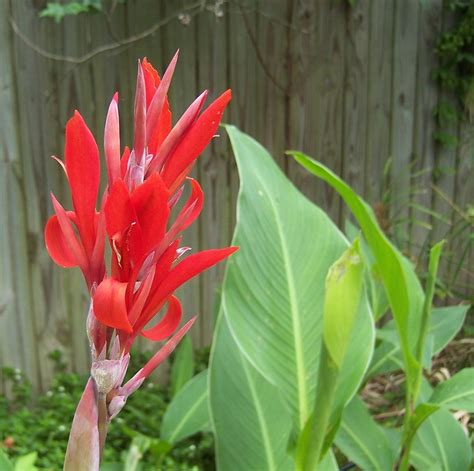 Red Canna Lily | Flickr - Photo Sharing!