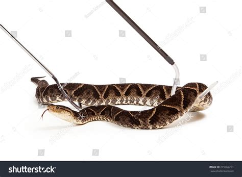 506 Highly venomous bite Images, Stock Photos & Vectors | Shutterstock