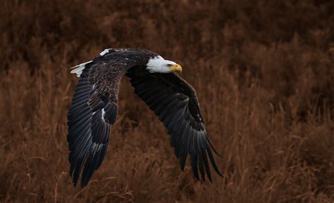 Eagle Flying | If you have never seen a Bald Eagle up close … | Flickr