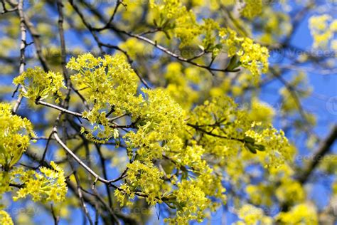 flowering maple tree 9411986 Stock Photo at Vecteezy