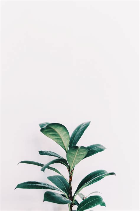 Minimalist Aesthetic Plant Wallpapers - Jacinna mon