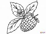 20  Berries Coloring Pages Free Printable PDF & Online sketch template