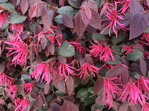 Loropetalum chinense (Chinese Fringe Flower, Fringe Flower, Loropetalum) | North Carolina ...