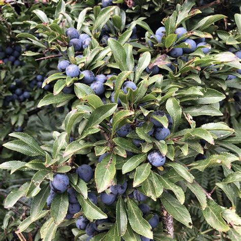 Blackthorn (Prunus spinosa) | British Trees & Hedges | Habitat Aid