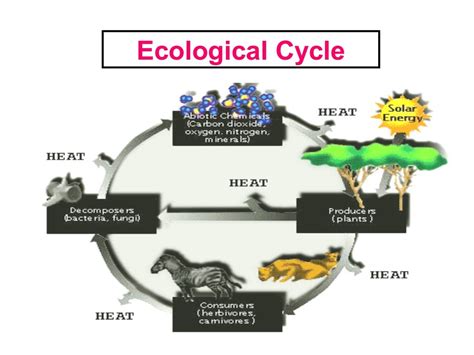 Ecosystem Concepts