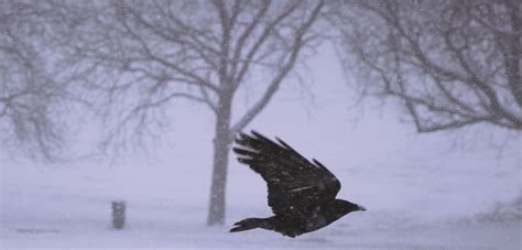 Crow flying in the snow in Sunny Hill Park in Hendon | Crow flying, Bald eagle, Hill park