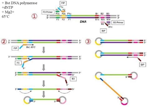 Schematic representation of the Loop-mediated isothermal Amplification ...