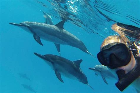 Wild Dolphin and Reef Snorkel 2024 - Big Island of Hawaii