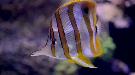 Copperband Butterflyfish - YouTube