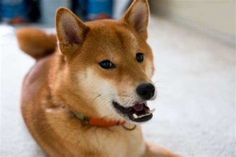 Shiba Inu Temperament & Other Things You Should Know About | Shiba inu ...