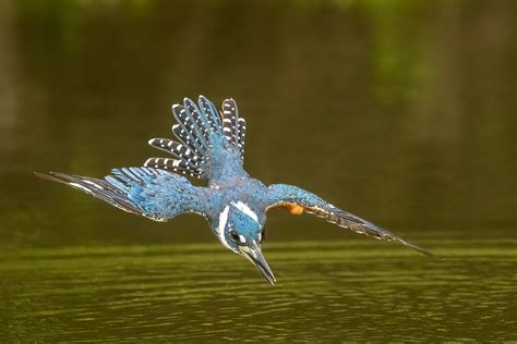 A diving kingfisher - Jim Zuckerman photography & photo tours