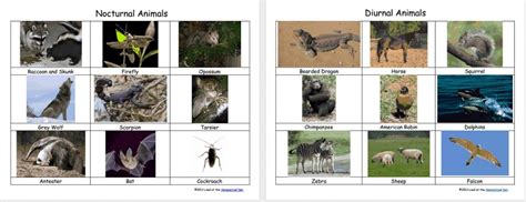 Nocturnal - Diurnal Animals (Free 3-Part Montessori Cards) - Homeschool Den