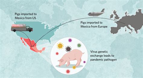 Infographic: How H1N1 Came to Spark a Pandemic in 2009 | TS Digest | The Scientist