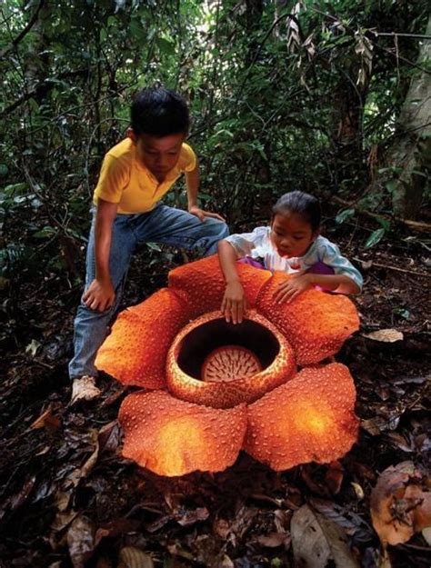 World’s Largest Flower, Rafflesia Arnoldii | Corpse flower, Rare ...