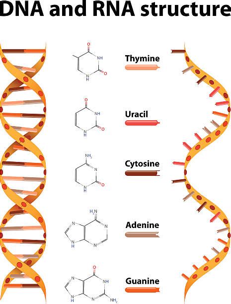 😊 Rna strand structure. Molecular structure of RNA (video). 2019-03-01