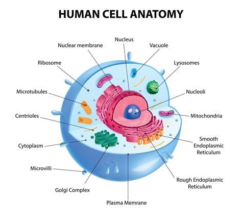 Human Cell Diagram 6406474 Vector Art at Vecteezy