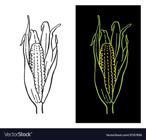 Corn Royalty Free Vector Image - VectorStock