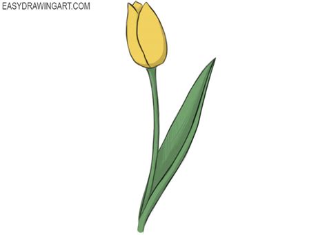 How to Draw a Tulip - Easy Drawing Art