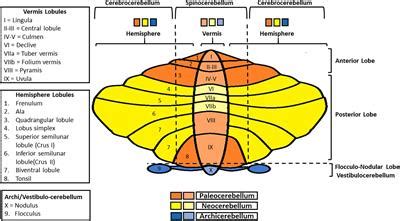 Frontiers | A Focus on the Cerebellum: From Embryogenesis to an Age ...