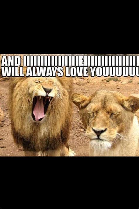 Funny lions | Funny lion, Funny animals, Love you meme