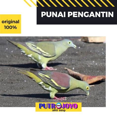 Jual BURUNG PUNAI SEPASANG JANTAN BETINA bukan puter tekukur merpati ...