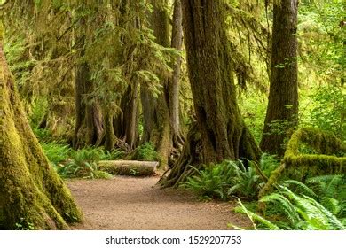 Hall Mosses Hoh Rainforest Olympic National Stock Photo 1529207753 | Shutterstock