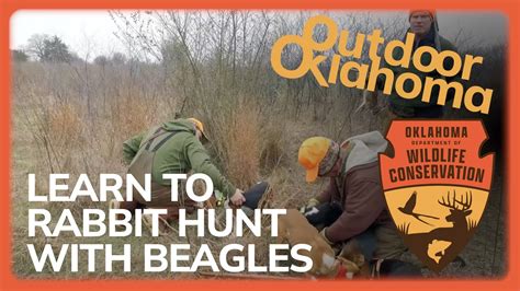 Learn how to rabbit hunt with beagles - YouTube