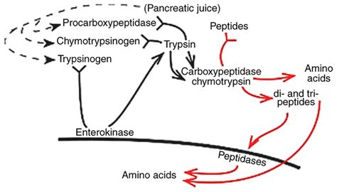 Pathways of activation of pepsinogen to pepsin. Two-step activation is... | Download Scientific ...