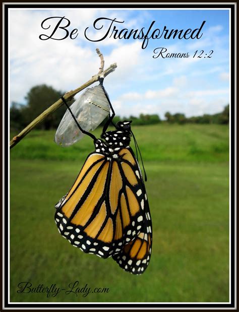 monarch butterfly inspirational quotes - Maximo Speed