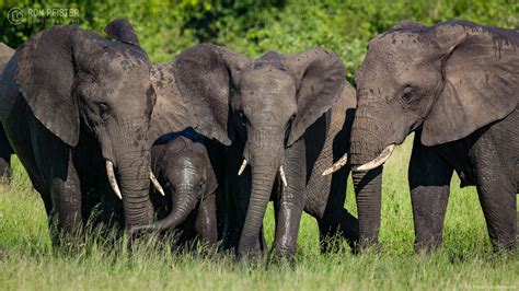 African Savanna Elephants at Waterhole – Ron Pfister Photography