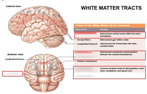 White Matter Tracts Diagram | Quizlet