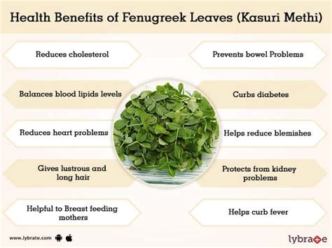 Fenugreek Leaves (Kasuri Methi) Benefits And Its Side Effects | Lybrate