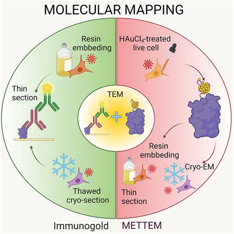 Molecular Microbiology | Microbiology Journal | Wiley Online Library