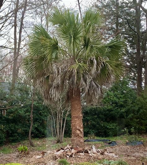 Sabal palmetto (Cabbage Palm, Cabbage Palmetto, Palmetto) | North Carolina Extension Gardener ...