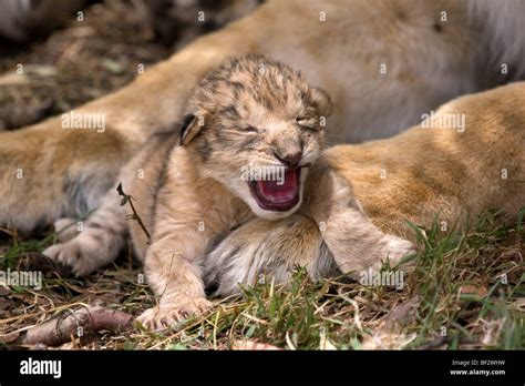 Day old Lion cub makes its first roar Stock Photo - Alamy