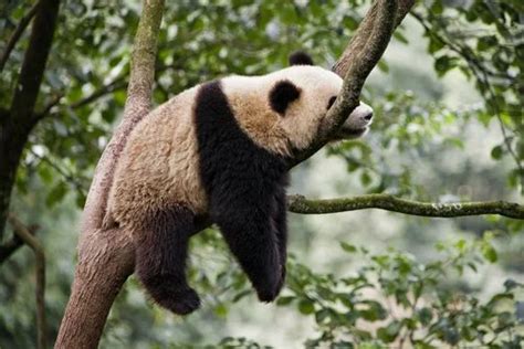 Sleeping Habits of Pandas: Where They Sleep and How - Top10animal