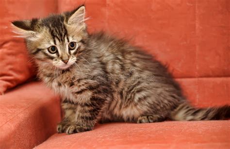 Adorable Fluffy Brown Kitten on a Red Stock Photo - Image of background, emotion: 135529232