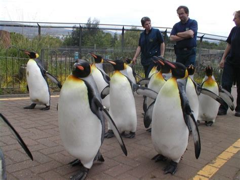 Penguin makes a run for it during Edinburgh Zoo's famous penguin parade ...