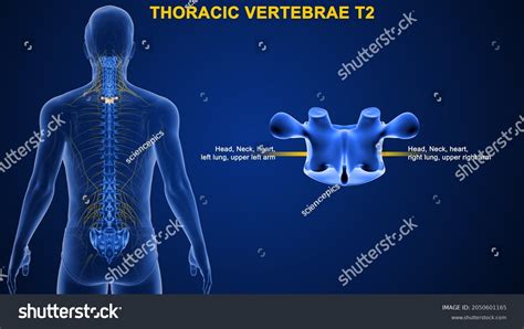 Thoracic Vertebrae T2 Bone Anatomy Labeled Stock Illustration 2050601165 | Shutterstock