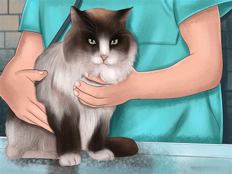 3 Ways to Diagnose and Treat Megacolon in Cats - wikiHow