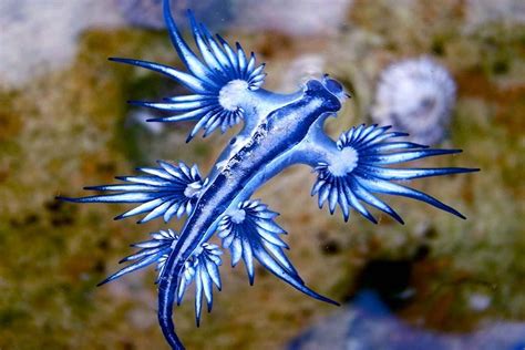There’s a new sweetheart of the ocean, and they go by nudibranch | Deep sea creatures, Beautiful ...