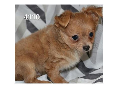 Chihuahua-DOG-Male-Red-2008539-Petland Lewis Center