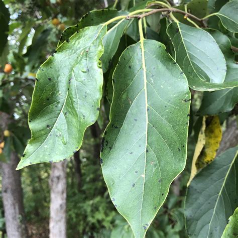 Vic's Tree Service - Common Persimmon - Types of Trees