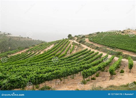 Vineyard Terrace at Judaean Mountains. Israel Stock Photo - Image of ...