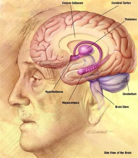 Human Brain Drawing images