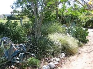 Xeriscaping in Texas | South Austin Irrigation Repair Austin, Dripping ...